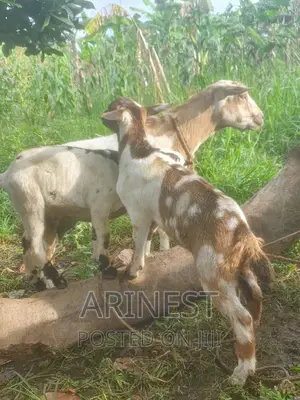 Savanna Female Pregnant and Has Two Kids