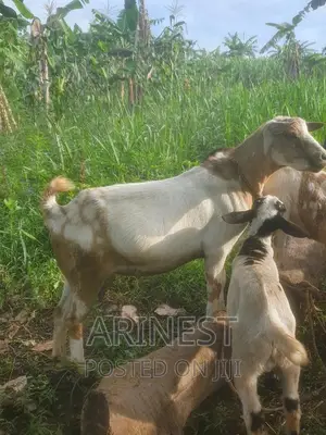 Savanna Female Pregnant and Has Two Kids