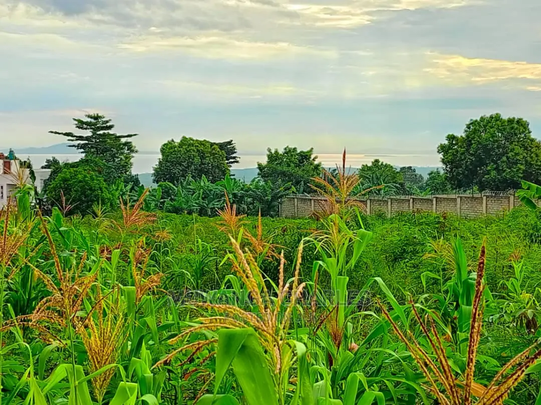 50decimals in Kajjansi Bweya for Sale