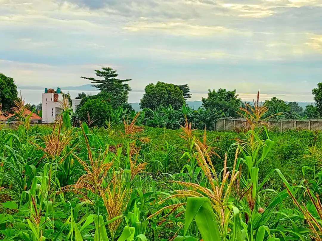 50decimals in Kajjansi Bweya for Sale