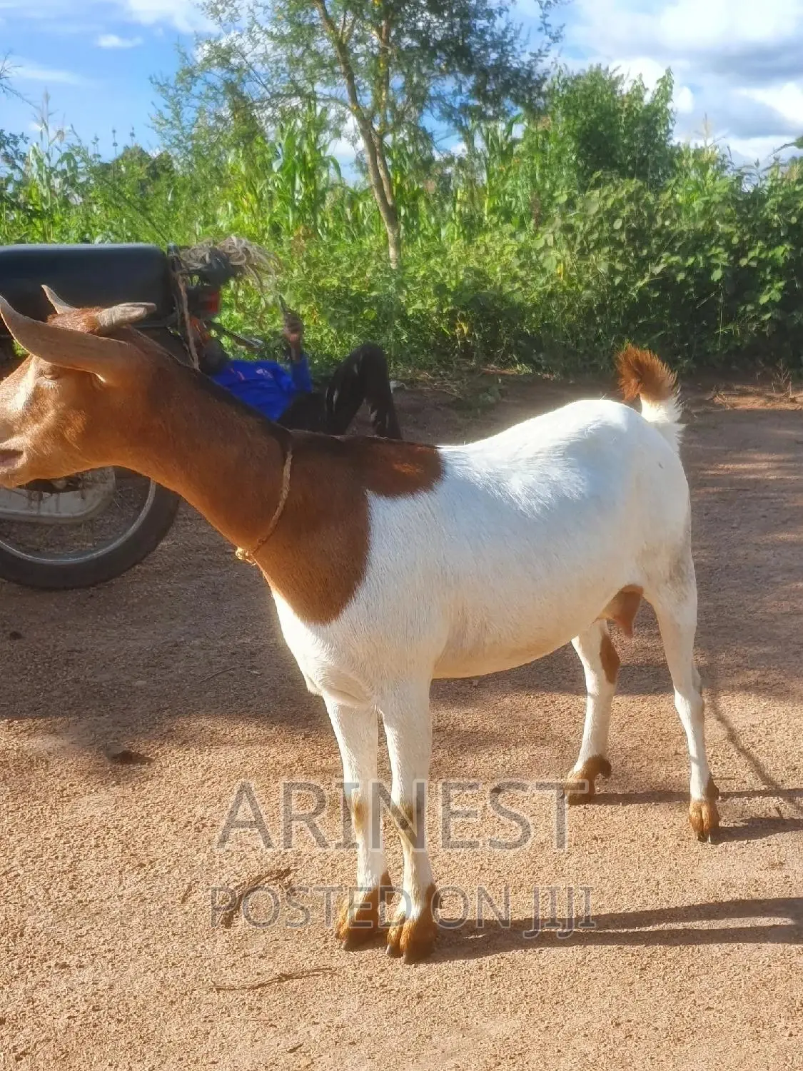 Savanna Female