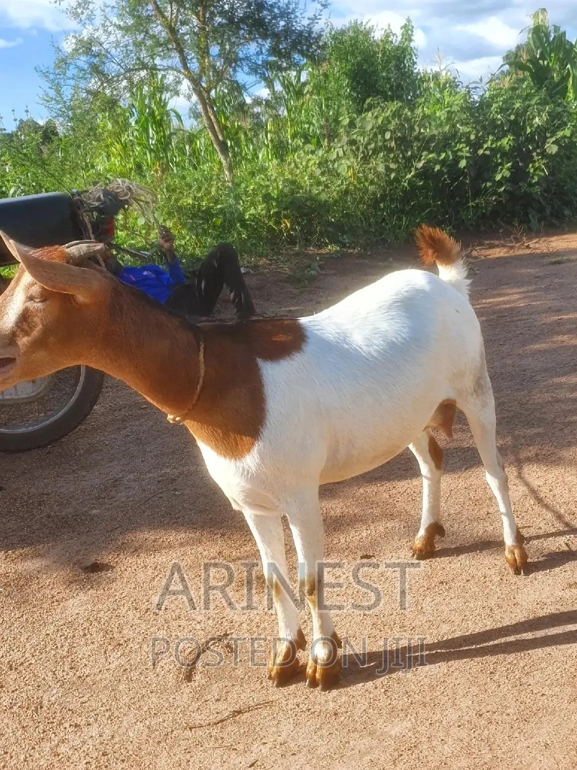Savanna Female