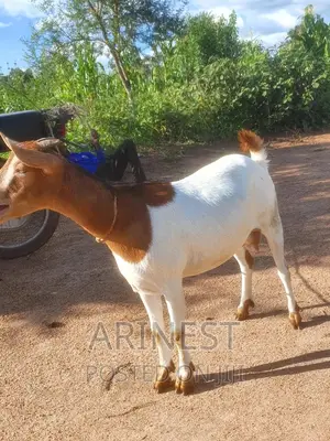 Savanna Female