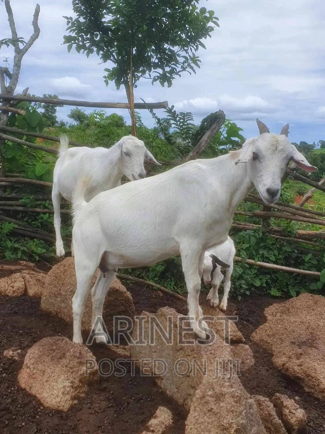 Pregnant Savanna White Female