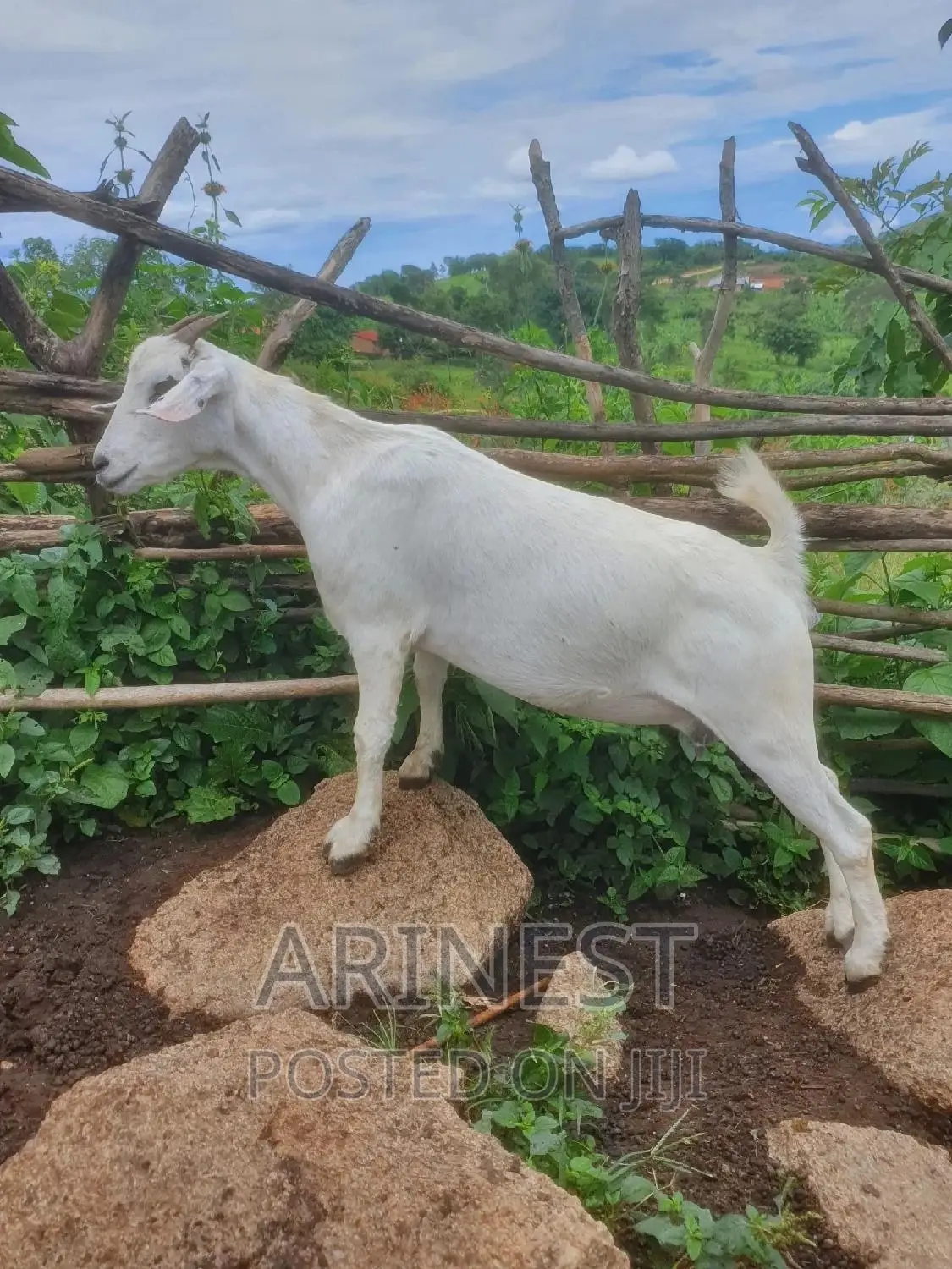 Pregnant Savanna White Female