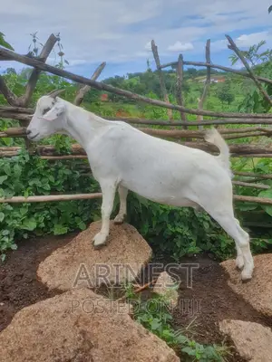 Pregnant Savanna White Female