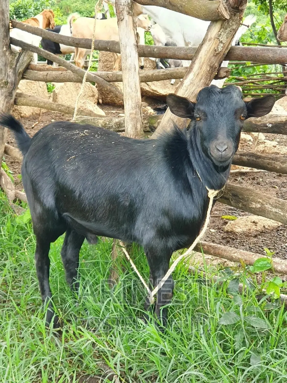 Black Male