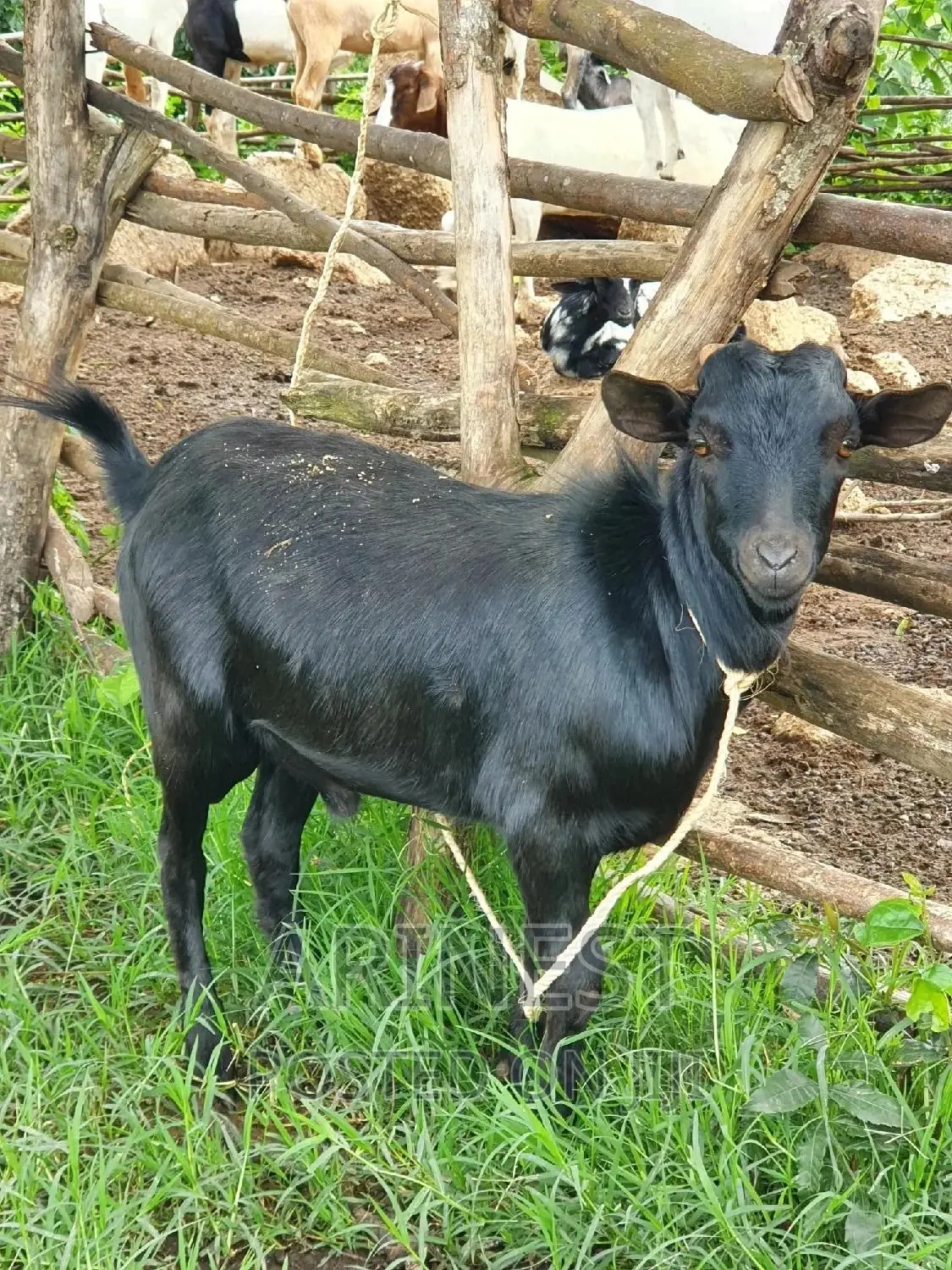 Black Male