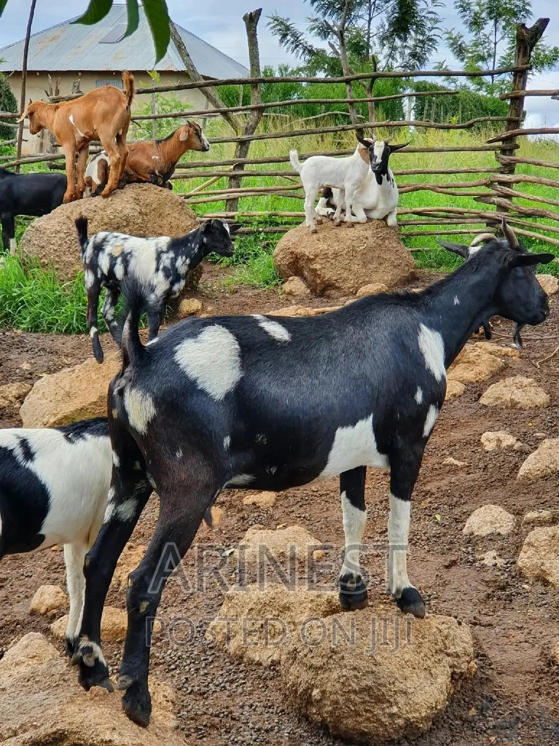 Big Kitanga Female