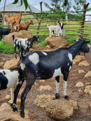 Big Kitanga Female