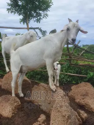 Pregnant Savanna White Female
