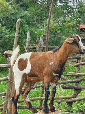 Sacannna Female