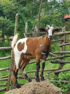Sacannna Female