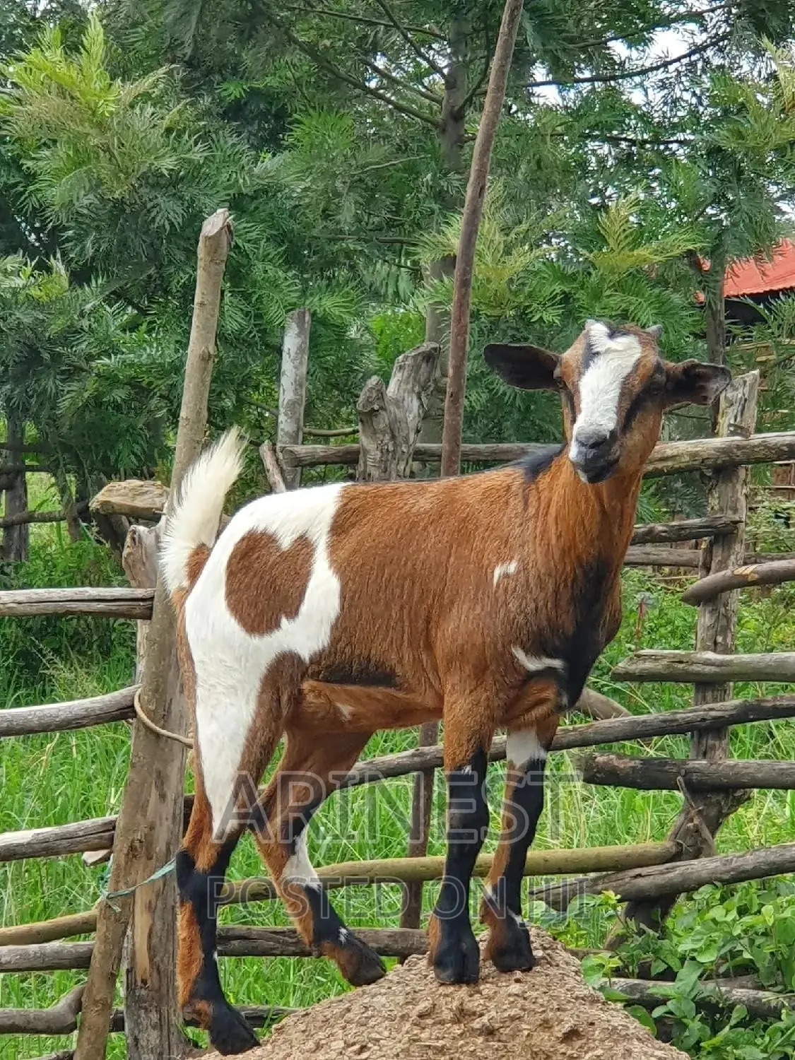 Sacannna Female