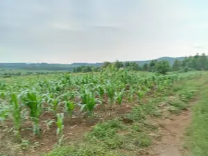 25decimals Plot of Land for Sale in Kira