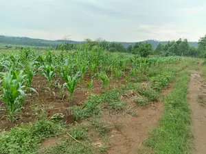 25decimals Plot of Land for Sale in Kira