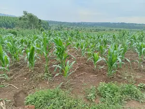 25decimals Plot of Land for Sale in Kira