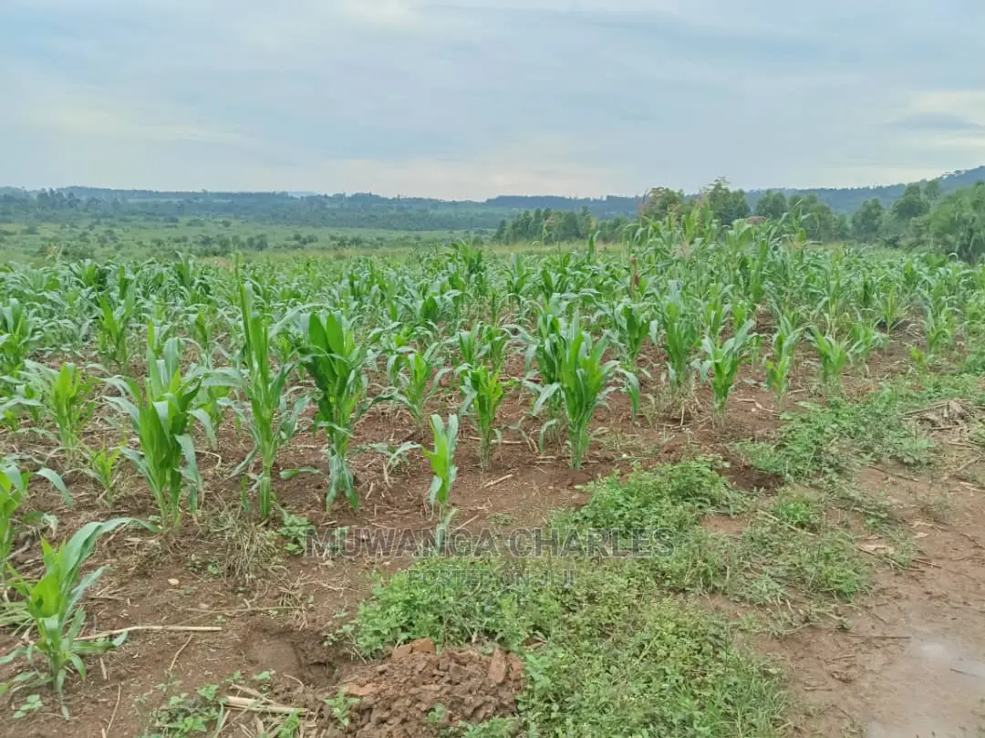 25decimals Plot of Land for Sale in Kira