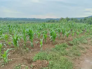 25decimals Plot of Land for Sale in Kira