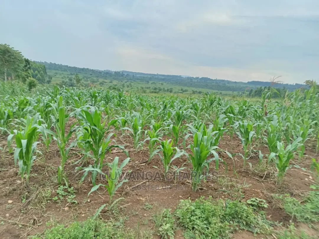 25decimals Plot of Land for Sale in Kira
