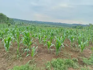 25decimals Plot of Land for Sale in Kira