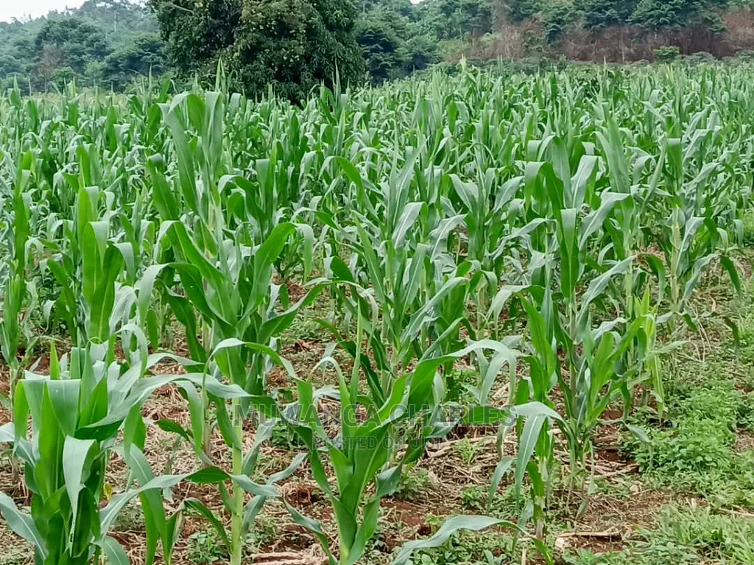 25decimals Plot of Land for Sale in Kira