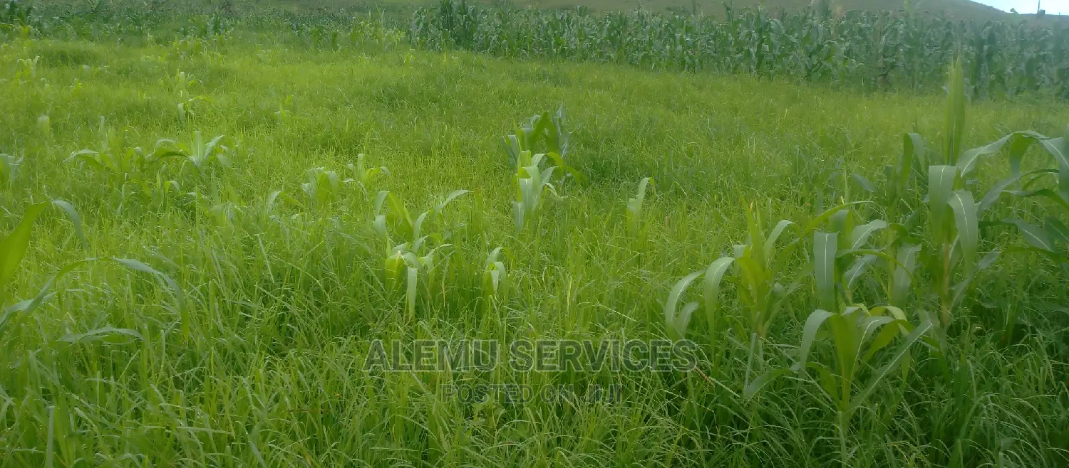 Land on Sell in Luwero