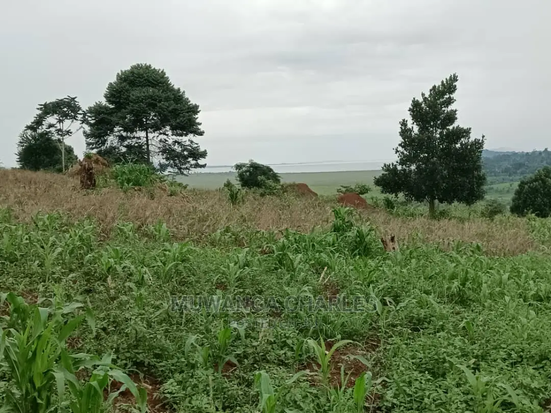 5acres for Sale in Luwero