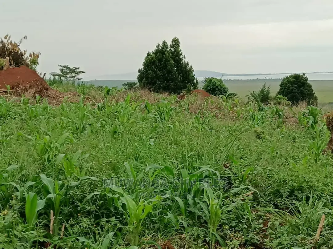 5acres for Sale in Luwero