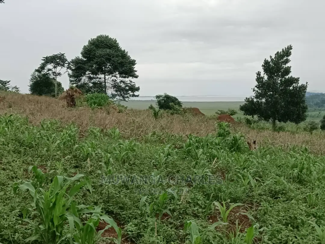 5acres for Sale in Luwero