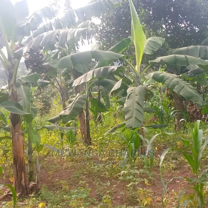10acres of Land for Sale in Kiwawu