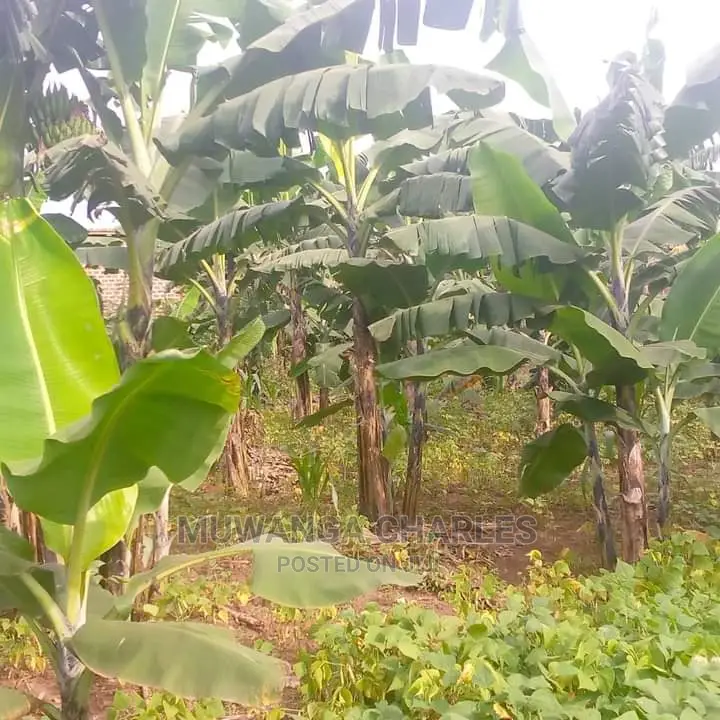 10acres of Land for Sale in Kiwawu