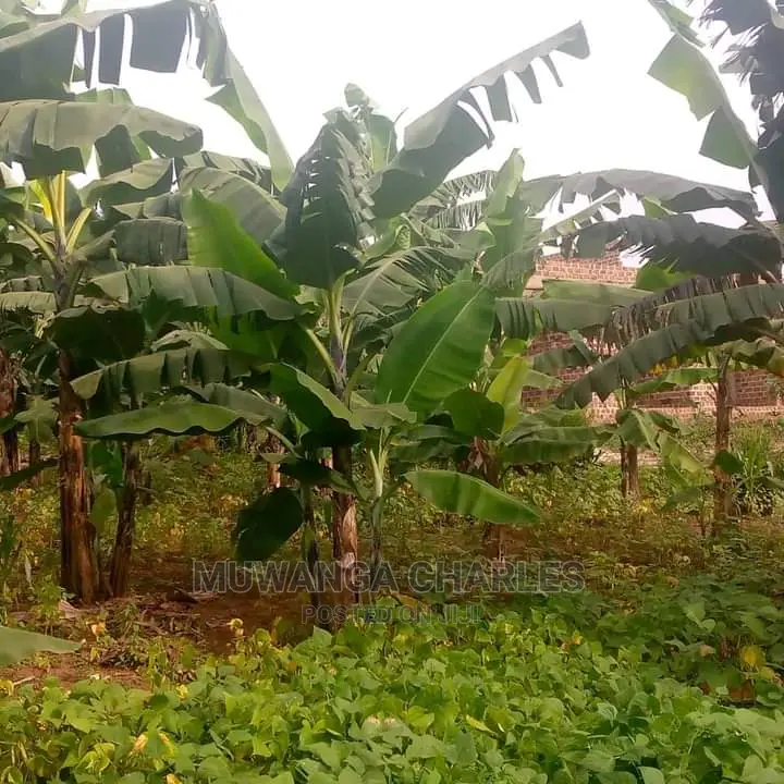 10acres of Land for Sale in Kiwawu