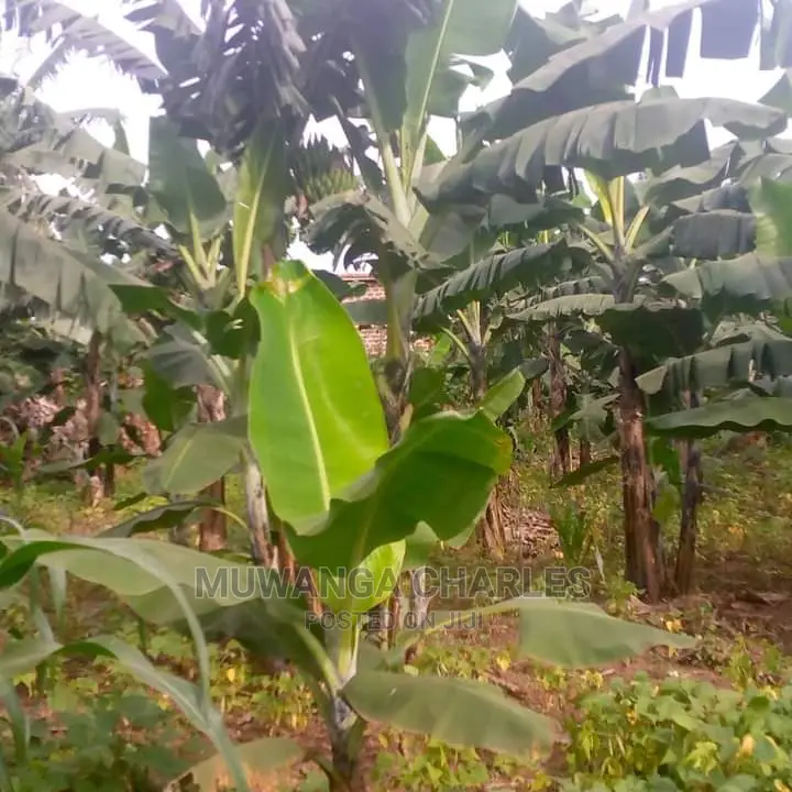 10acres of Land for Sale in Kiwawu