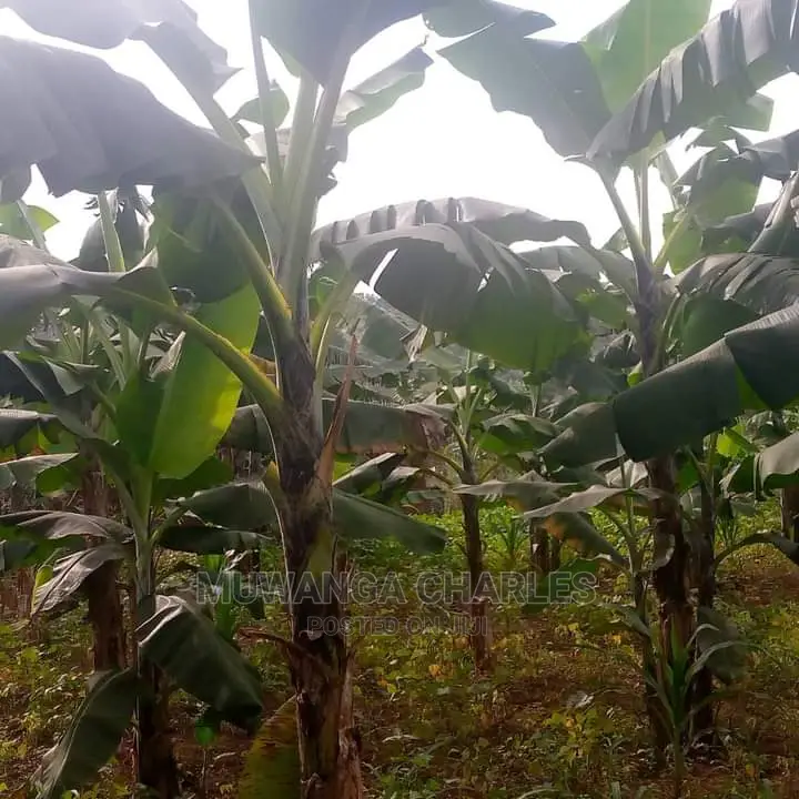 10acres of Land for Sale in Kiwawu