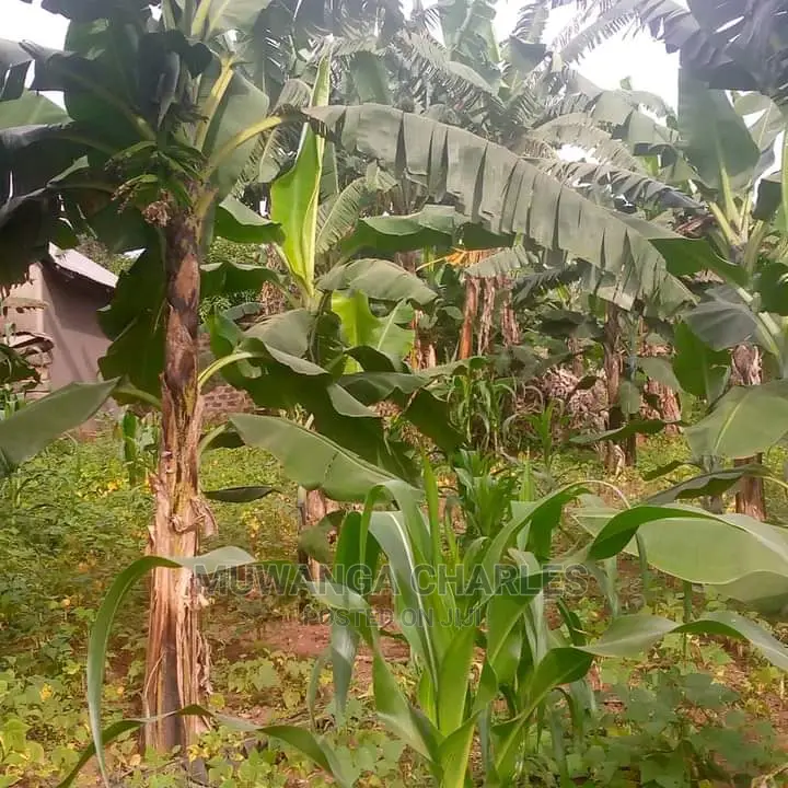 10acres of Land for Sale in Kiwawu