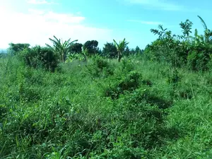 5acres of Land for Sale in Zirobwe Nawoja