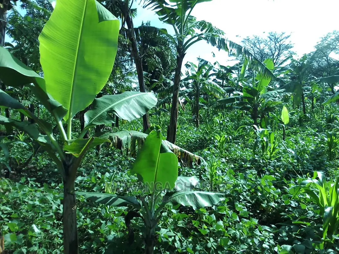 5acres of Land for Sale in Zirobwe Nawoja