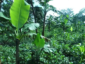 5acres of Land for Sale in Zirobwe Nawoja