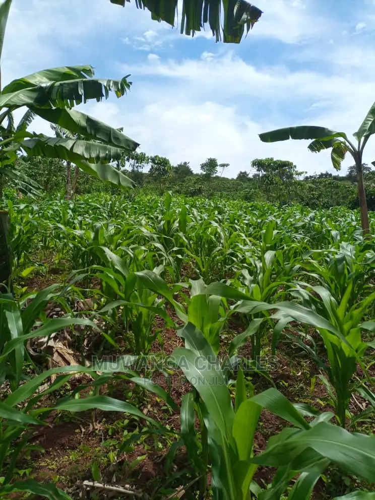 Land for Sale in Wobulenzi