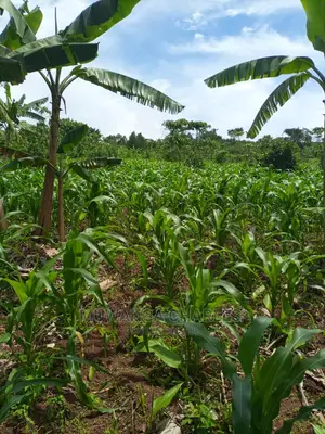 Land for Sale in Wobulenzi