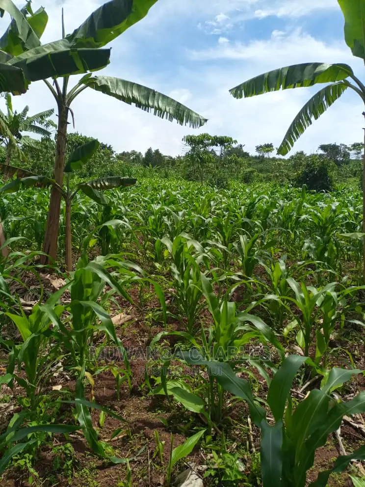 Land for Sale in Wobulenzi
