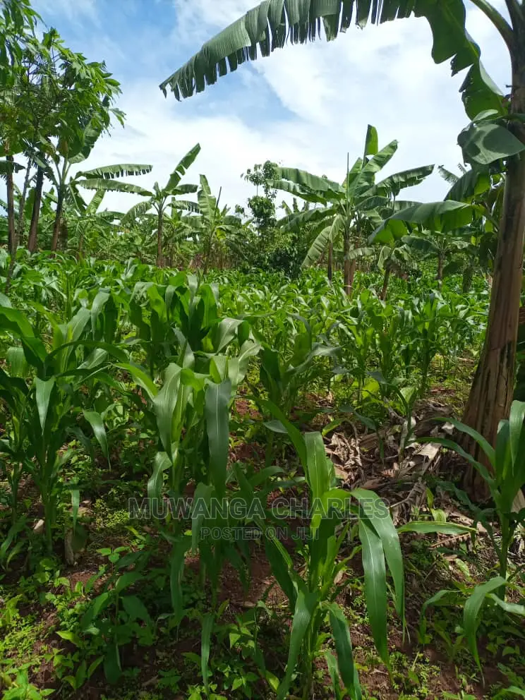 Land for Sale in Wobulenzi