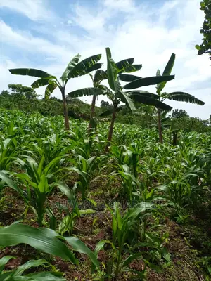 Land for Sale in Wobulenzi