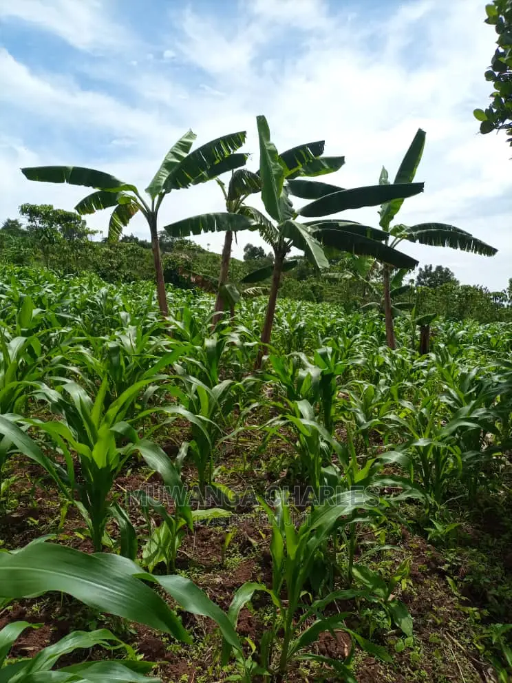 Land for Sale in Wobulenzi