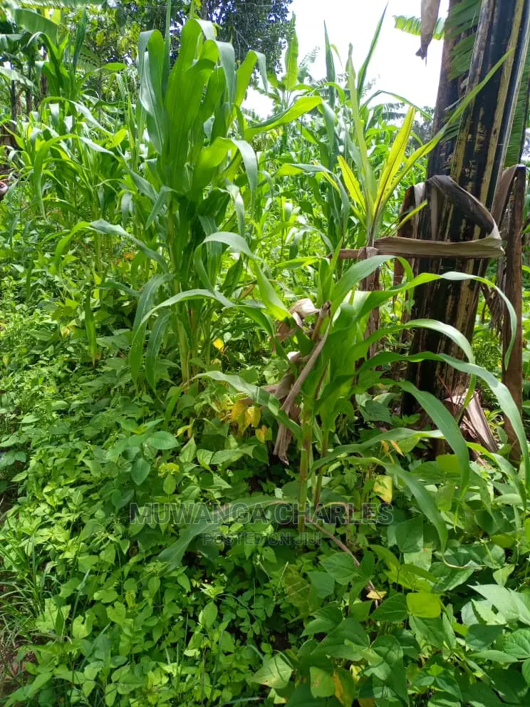 Land for Sale in Wobulenzi