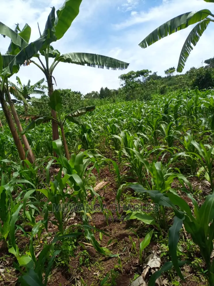 Land for Sale in Wobulenzi