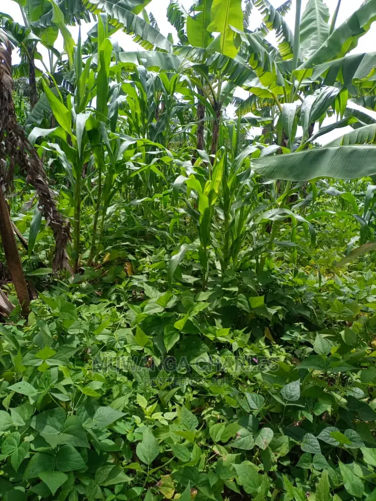 Land for Sale in Wobulenzi