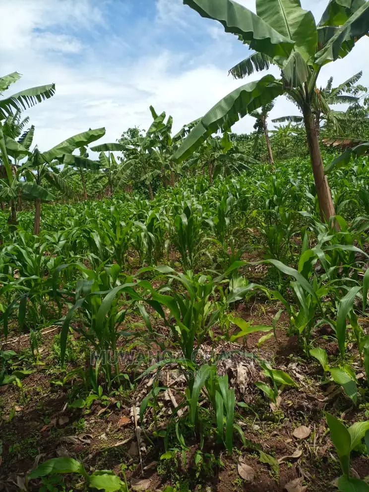 Land for Sale in Wobulenzi