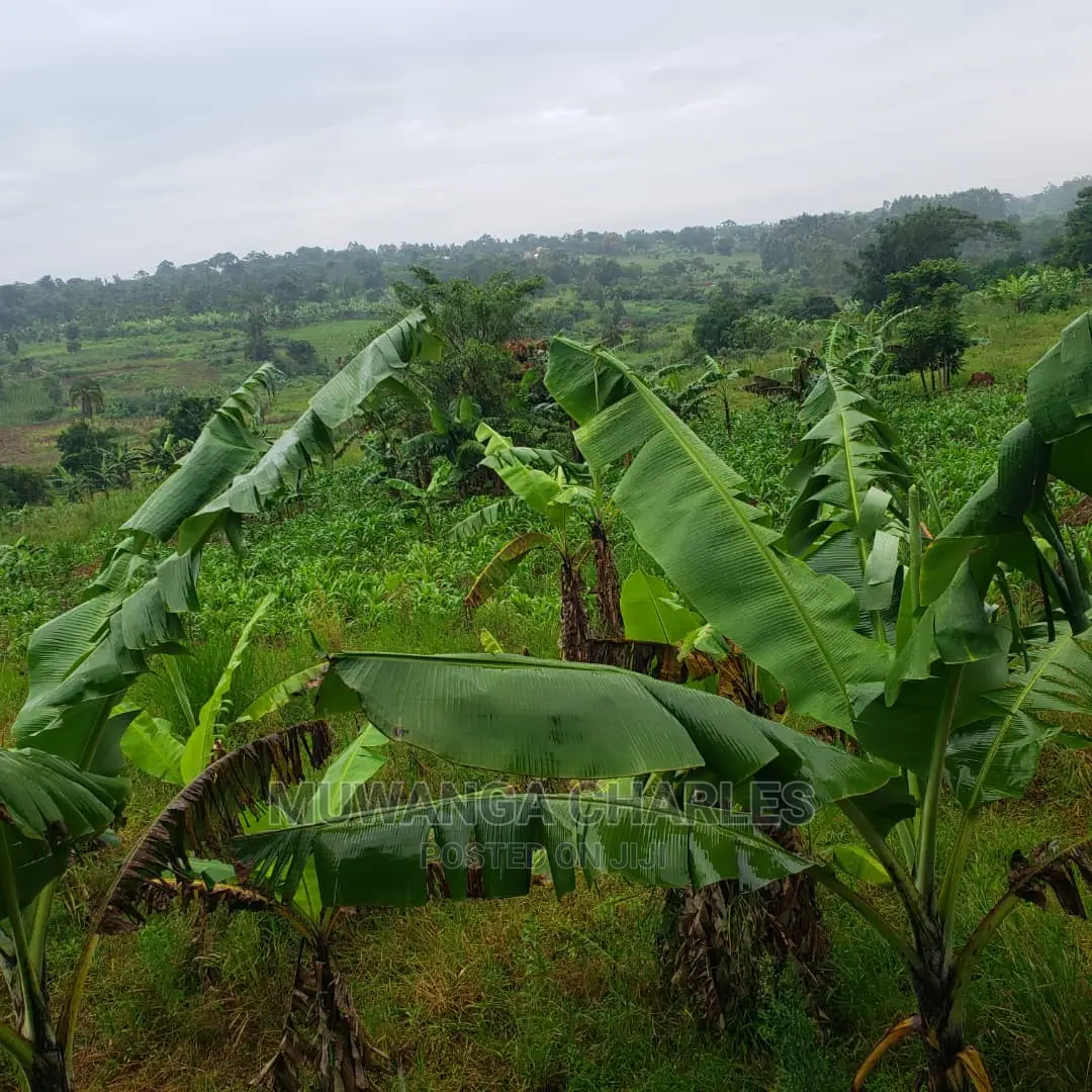 4acres of Land for Sale in Luwero